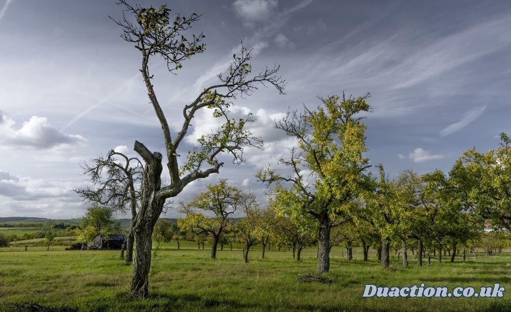 Lewis Center Ohio Champion Trees